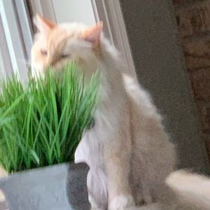 Meet your Posher, Monika